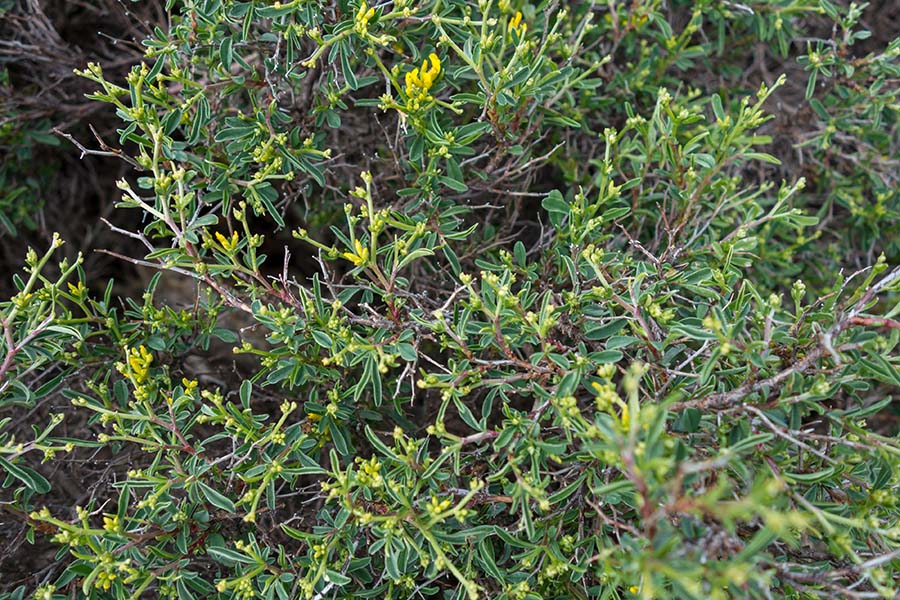 Anthyllis hermanniae / Vulneraria spinosa